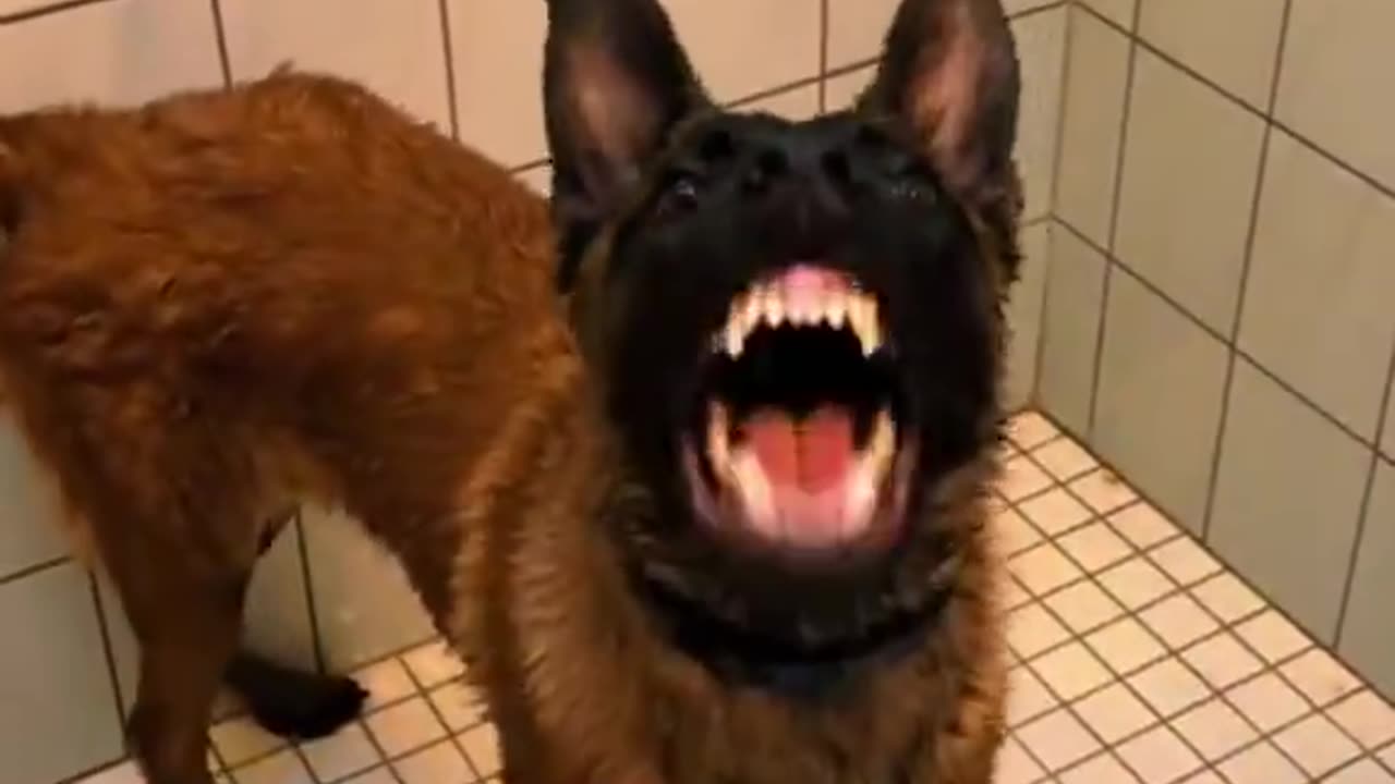 Belgian Malinois - just the cat versions of dogs