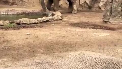 Saving A Fren