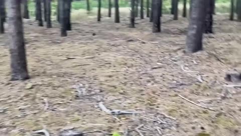 Bear Attacked Me In My Tent