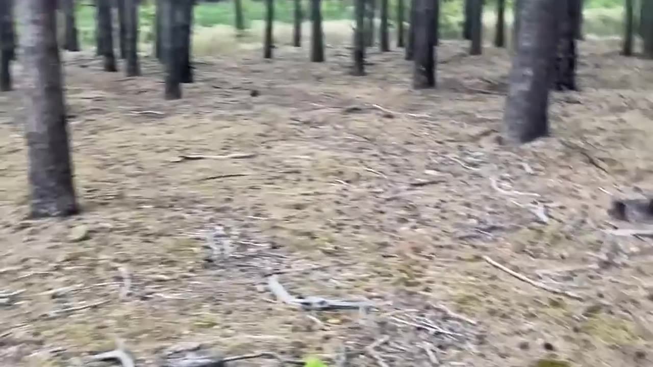 Bear Attacked Me In My Tent
