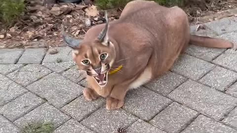 Curiosidade dos gatos