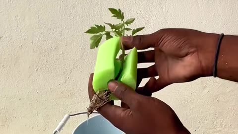 Hydroponics is the new way to farm. Quicker, healthier harvests using 90% less water 💦