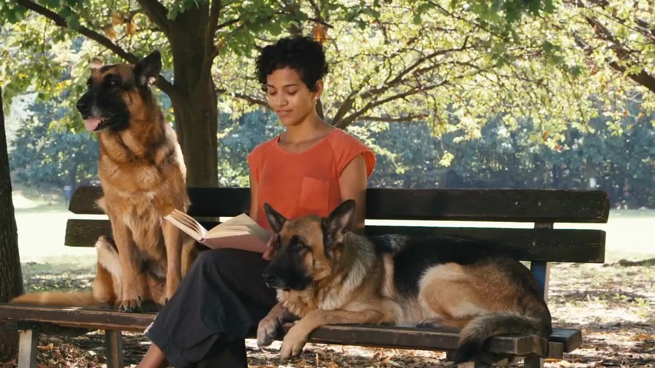 At What Age Will Your German Shepherd First Get Aggressive