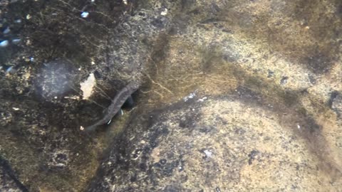 Fishy at 7 tubes