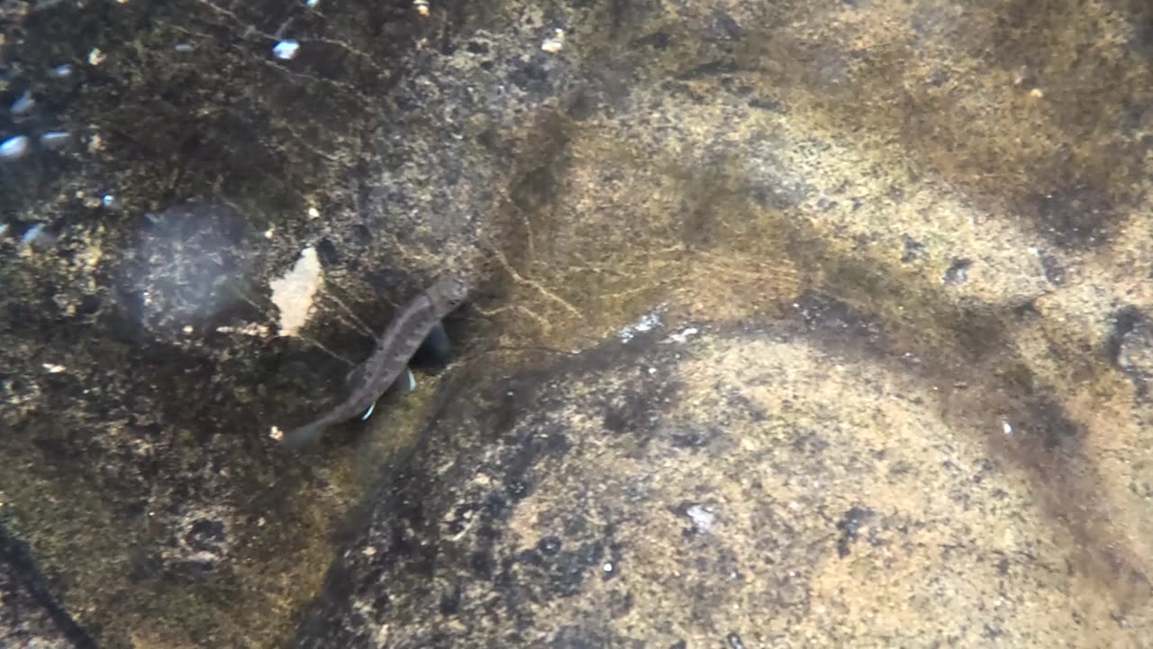 Fishy at 7 tubes