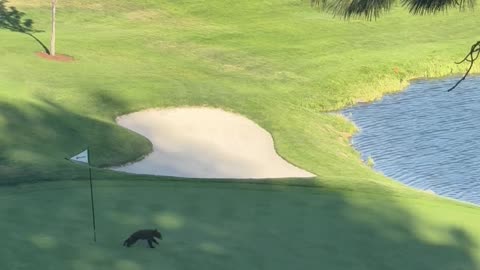 Bear Family at Montreux Golf and Country Club