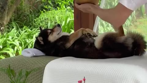 If you thought spa days were just for humans, think again