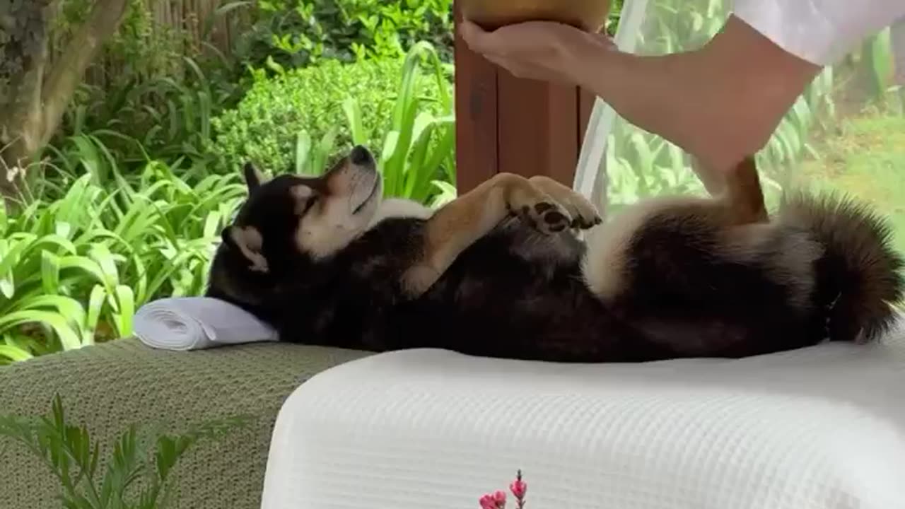 If you thought spa days were just for humans, think again
