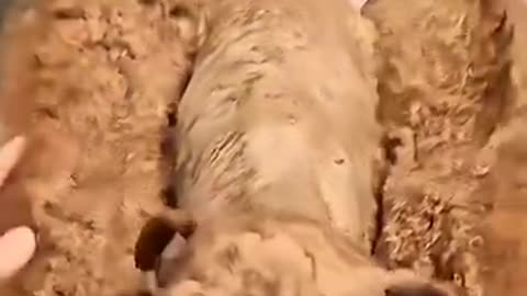 Dogs styles