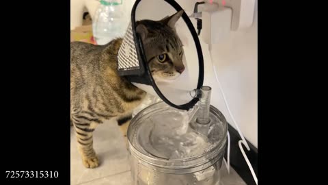 The CAT Buffer Is Loading…🤣