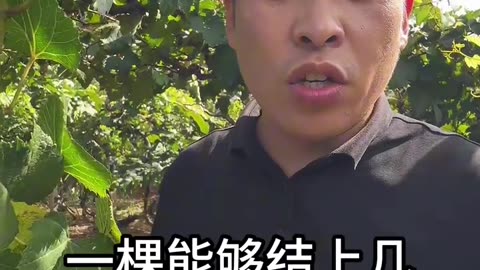 葡萄打了头，明年不发愁#果树种植 #葡萄种植 #葡萄管理 #花芽分化 #果树施肥