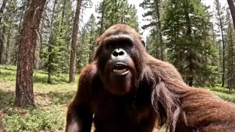 "Bigfoot VLOG – Human Encounter in the Forest! 🦶🌲"