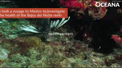 Lionfish Wreaking Havoc On Mexico's Bajos Del Norte Reef System Oceana