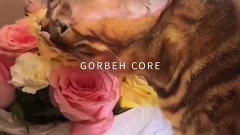 cats funny videos