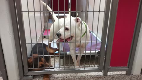 Blaine-shepherd 3y A863417 Rico-white 4y A855733 kennel 184 PACC shelter ~active today20250709_518
