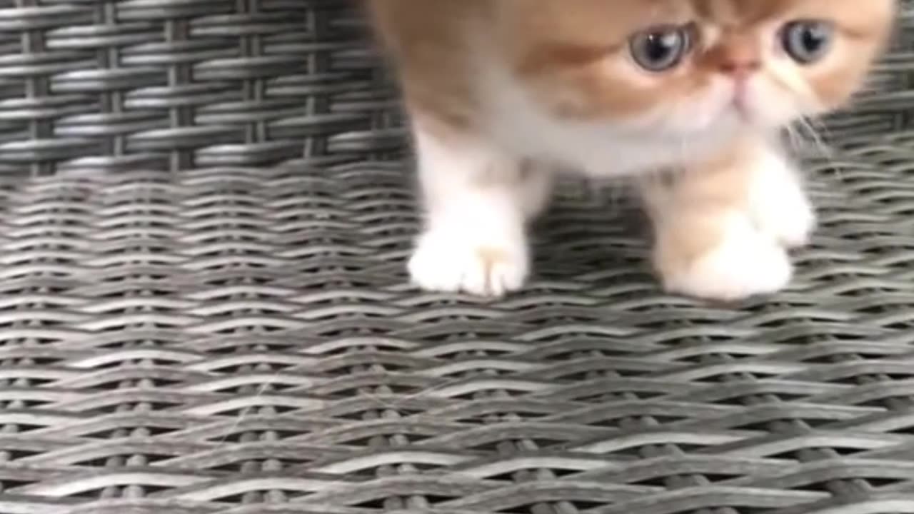 "OMG! This Kitten..."