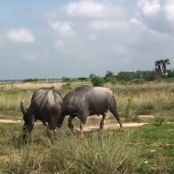 Buffalo Fighting