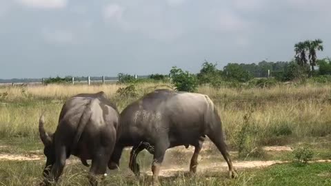 Buffalo Fighting