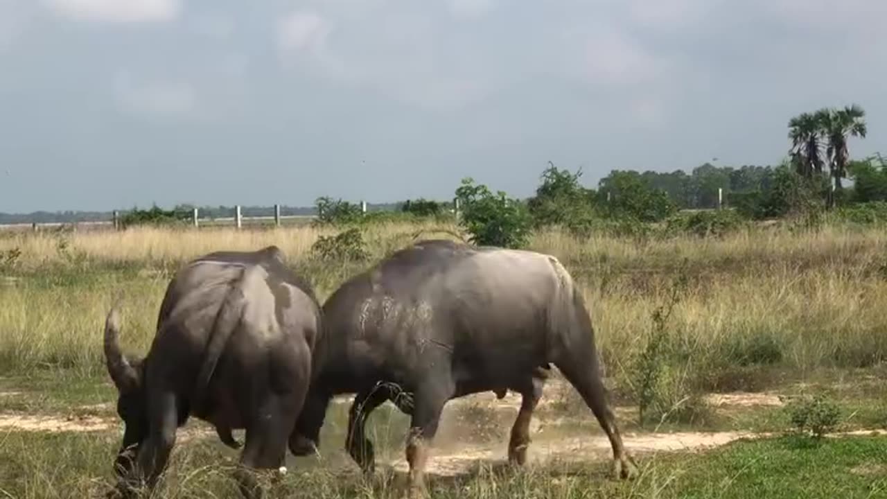 Buffalo Fighting