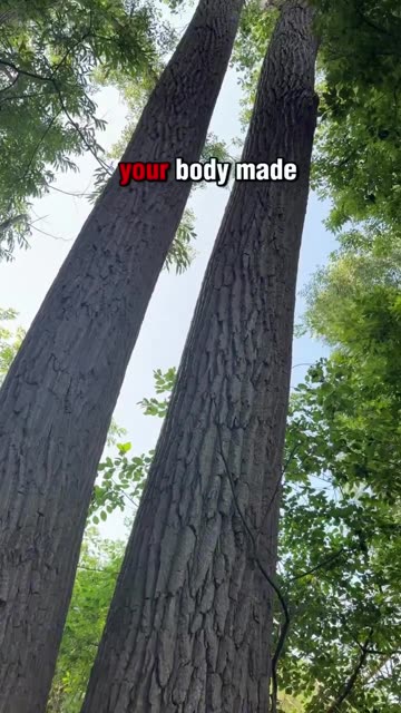 Hugging Trees Literally Recharges Your Nervous System 🌲⚡️