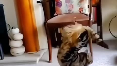 Amazing Cat