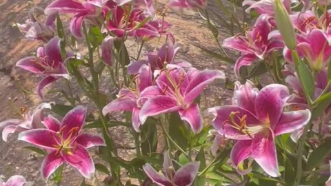 When Lilies Bloom for Liberty – A July 4th Poem香百合与自由的芬芳——美国国庆的诗意呈现