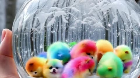 Cute Rainbow Puppies playing in The Snowball