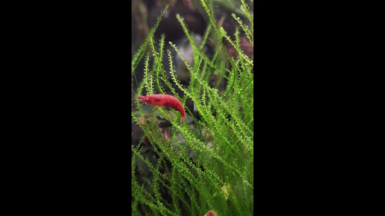 Red Cherry Preview