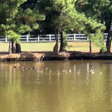 Bellies are full, now we need a shady place to relax