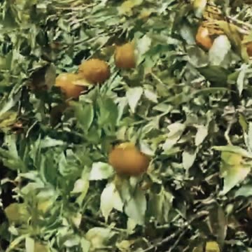 🇧🇴 TRABAJO EN COROICO 👉 La Yunga Boliviana ► Como es ❓❓ #4 #shorts