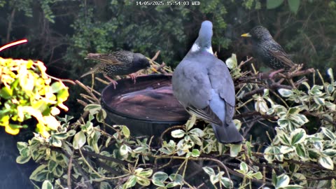 Bird Bath Bullied by Pigeon! Starlings