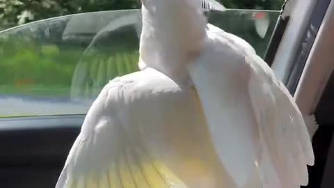 parrot riding with head uut the window 🚗🦜🤣