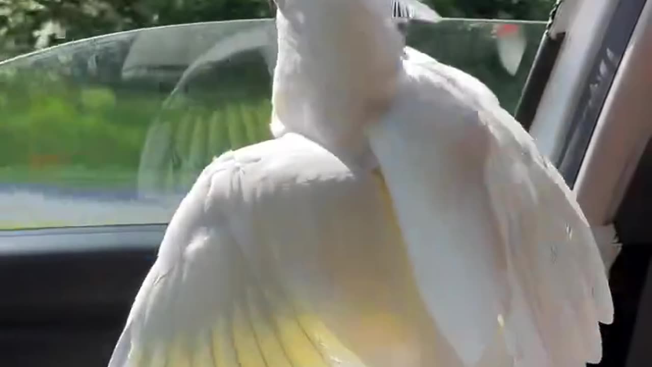 parrot riding with head uut the window 🚗🦜🤣