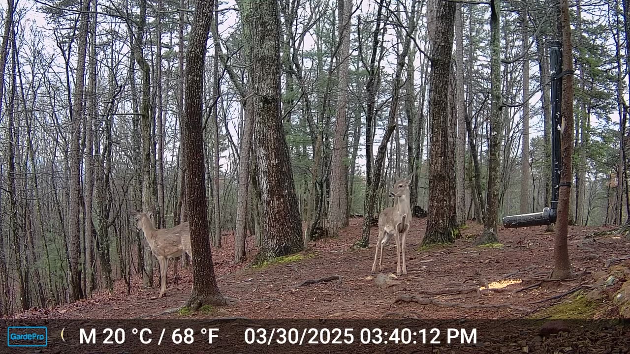 The Woods – 03/30/2025