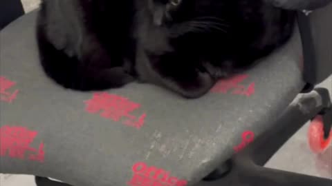Cute Precious Piper Manages Things in the Office - My Adopted Shelter Cat Vlog #shorts
