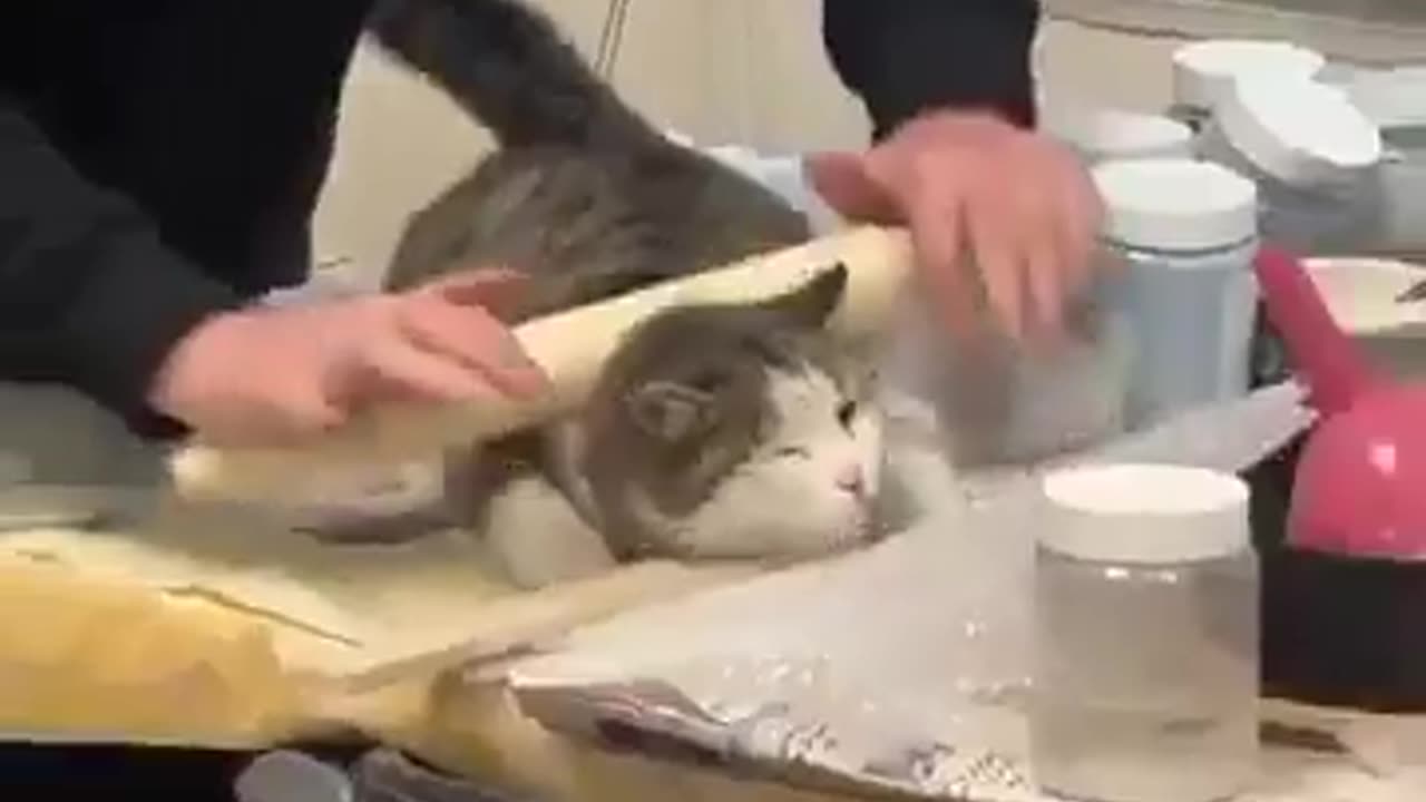 😂🐱 Rolling Meow-Dough! | FunFM