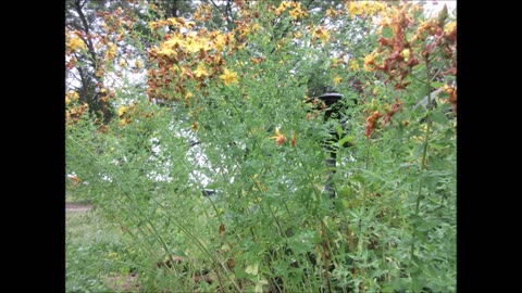 Midsummer Love St Johns Wort June 2023