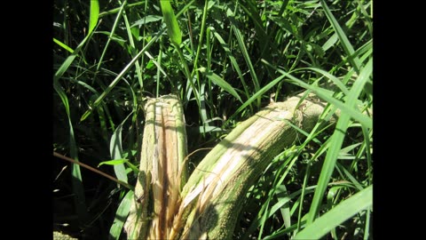 Strong Medicine Cannabis Aug 2025