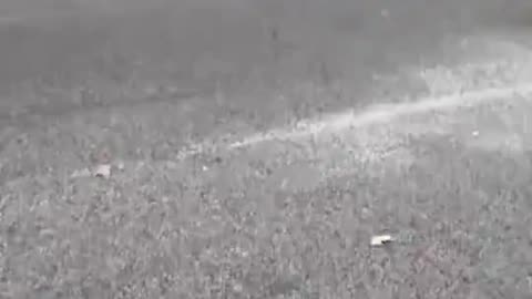 Serval cat runs loose in Baltimore neighborhood