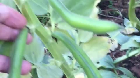 Broad bean harvest