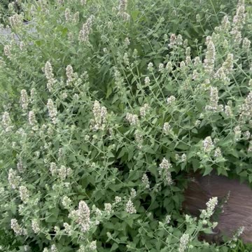 My huge Cat Nip plant! Bees love it!
