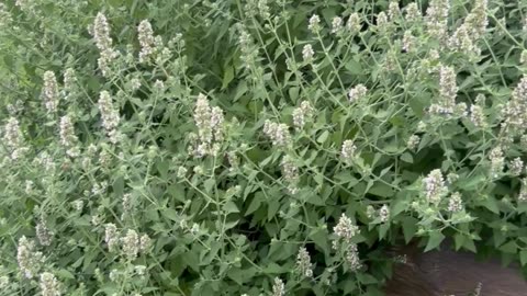 My huge Cat Nip plant! Bees love it!