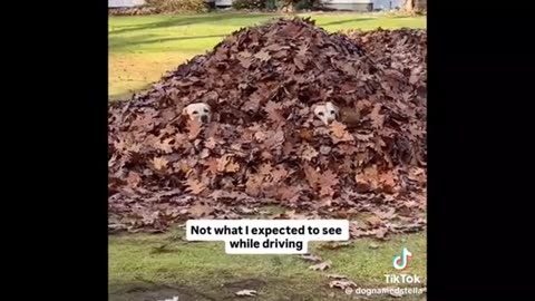 quick laugh here and there ;)