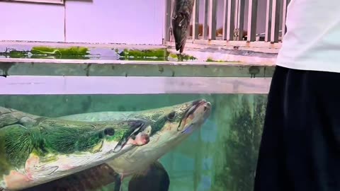big arapaima fish