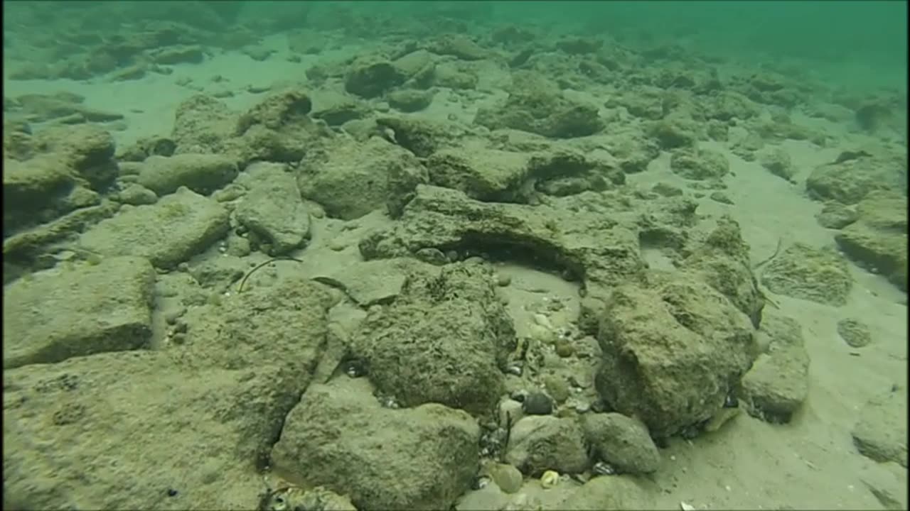 Dancing With The Fish