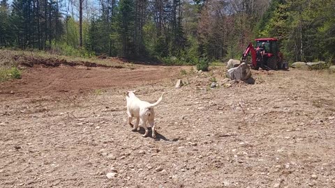 Work must continue despite the Black Flies!!
