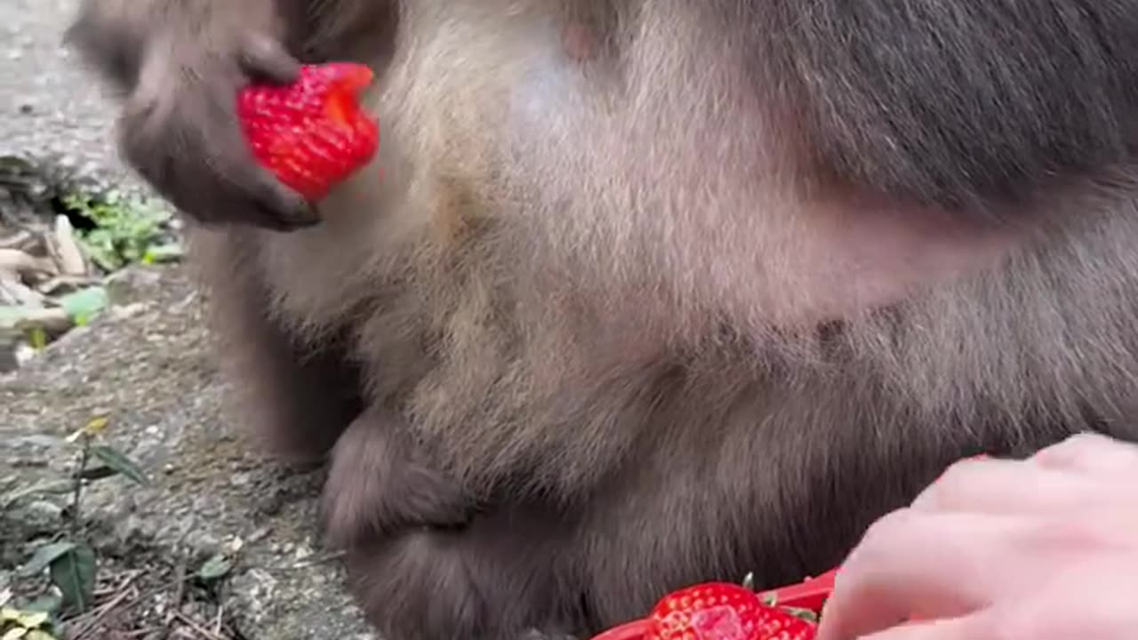 Monkey Eating Strawberry