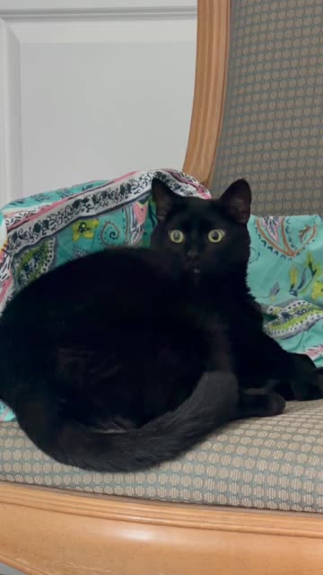 Cute Precious Piper Looks All Around While on Her Throne - My Adopted Shelter Cat Vlog. #shorts