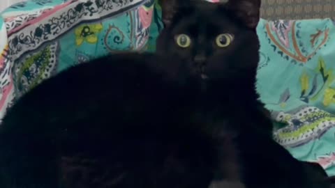 Cute Precious Piper Looks All Around While on Her Throne - My Adopted Shelter Cat Vlog. #shorts