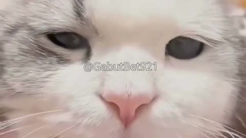 funny cat